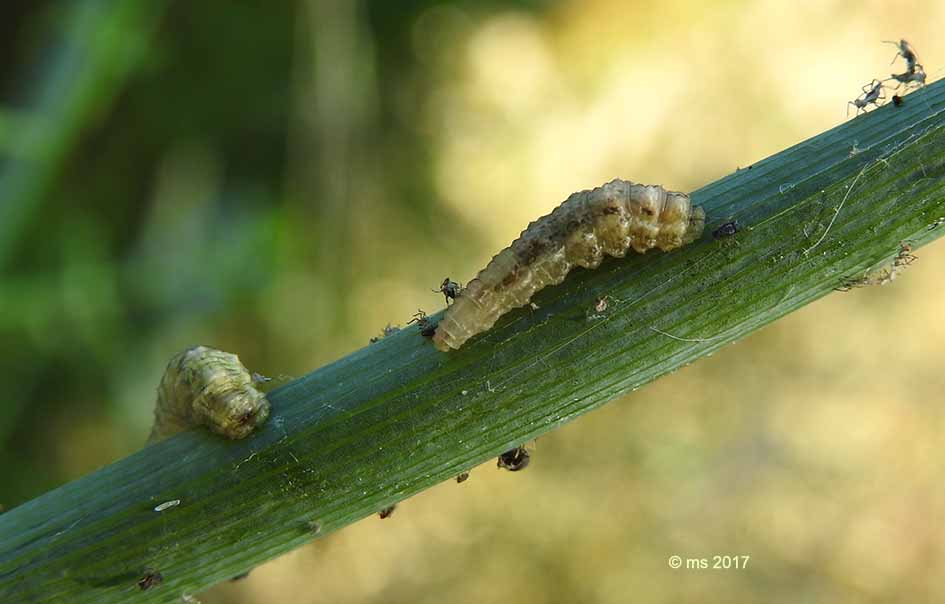 larve di Syrphidae